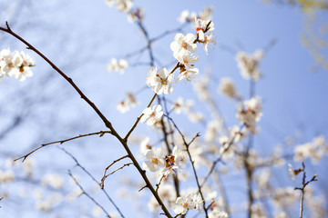 春天 桃花 桃树