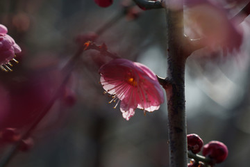 梅花