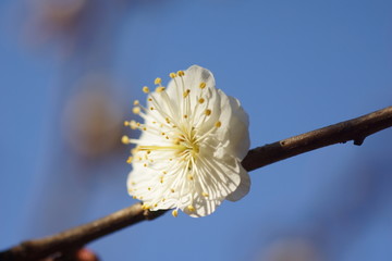 花卉梅花