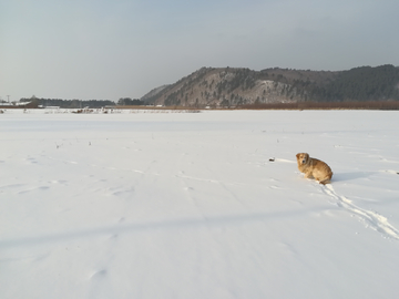 金毛犬