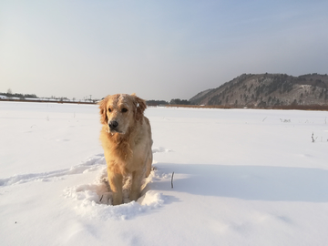 金毛犬