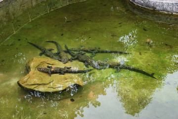 鳄鱼 动物 生物 动物园