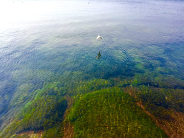 抚仙湖水草