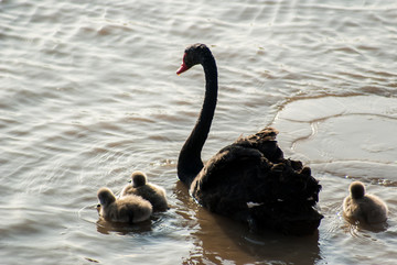 黑天鹅和它的孩子