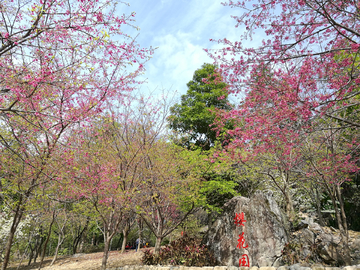 樱花园