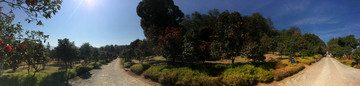 山茶花园