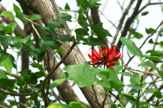 刺桐花枝