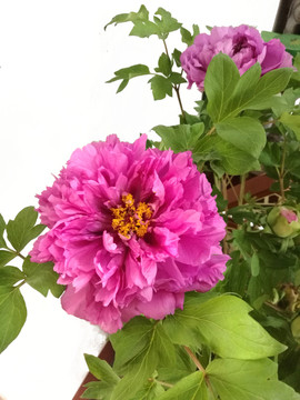牡丹花