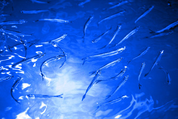 蓝色湖水中游泳的小鱼