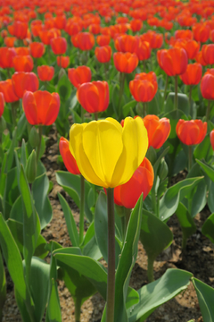 郁金香花海