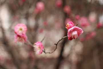 红梅花开迎春来 （3）