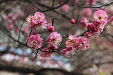 红梅花开迎春来 （6）