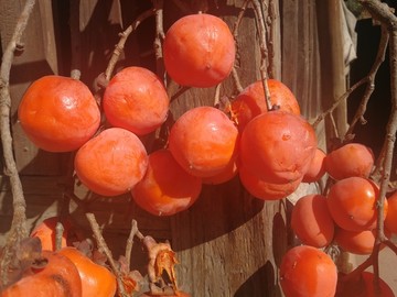 柿子 成熟的柿子 冬季柿子 浆