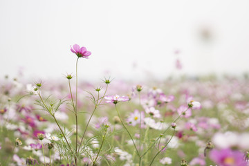 花海