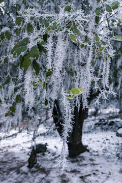 攀枝花下雪