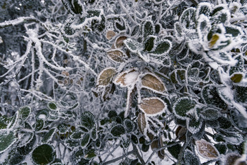 树挂 冰挂 雪挂