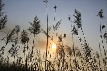 夕阳下的芦苇