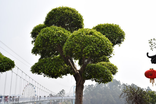 景观园林植物圆形