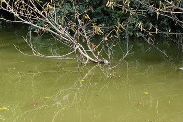 冬天乌龟在水面晒太阳