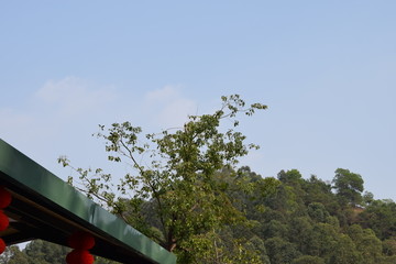 远山树木树林植物摄影照片图片