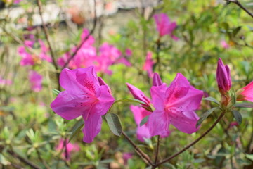 杜鹃花摄影图片