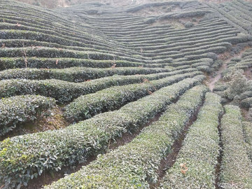 茶园茶叶风景