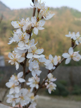 樱桃花