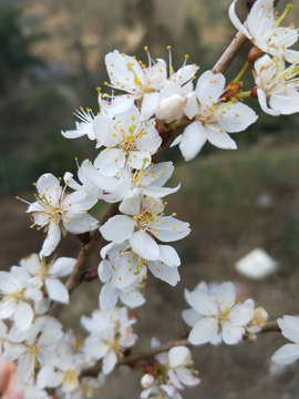 野生樱花