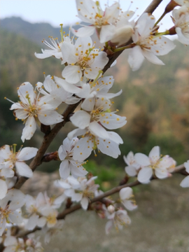 樱桃花