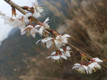 美丽樱桃花