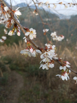 美丽樱桃花