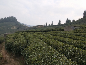 农村茶园风景