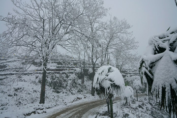 雪景