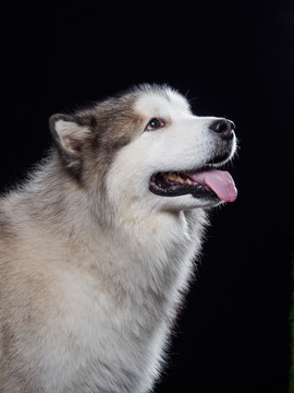 阿拉斯加雪橇犬