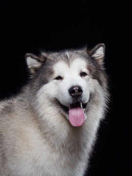 阿拉斯加雪橇犬