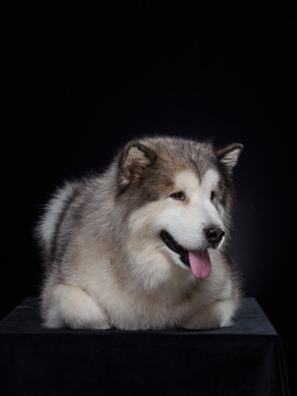 阿拉斯加雪橇犬