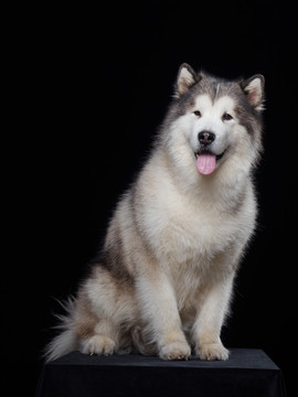 阿拉斯加雪橇犬