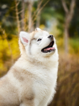 阿拉斯加雪橇犬幼犬