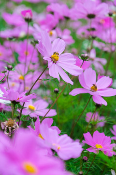 格桑花波斯菊