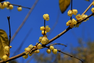 梅花 腊梅