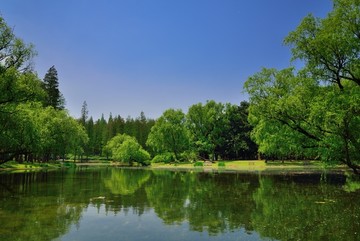 湖边树木风景