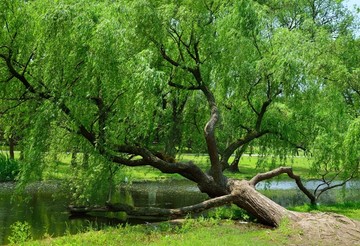 斜躺在小河边茂密的柳树