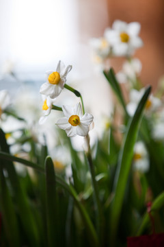 水仙花 特写