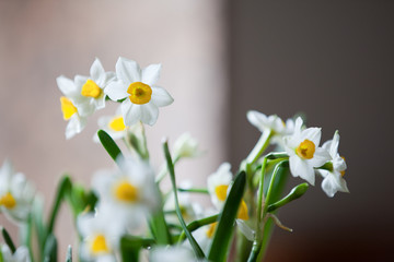 水仙花 特写