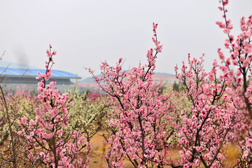 梅花园 梅花开