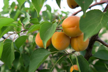 杏树 果实
