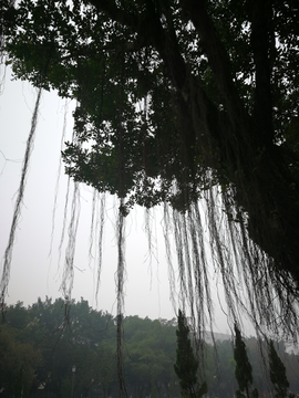 钦州八寨沟 树须