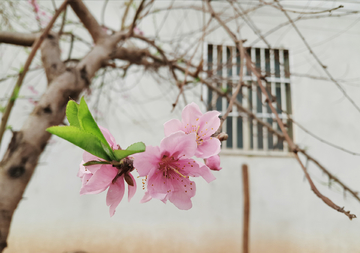 窗前桃花