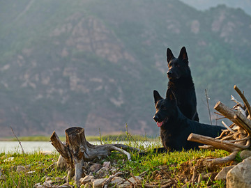 德国牧羊犬