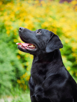 黑色拉布拉多巡回猎犬